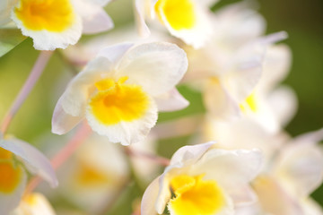 Fototapeta na wymiar White yellow orchid plant flower 