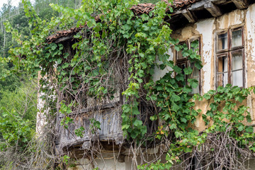 Old House, vine covered