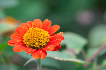 orange flowers with yellow pollen (Tithonia rotundifolia),