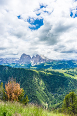 Alpe di Siusi, Seiser Alm with Sassolungo Langkofel Dolomite, a tree with a mountain in the background
