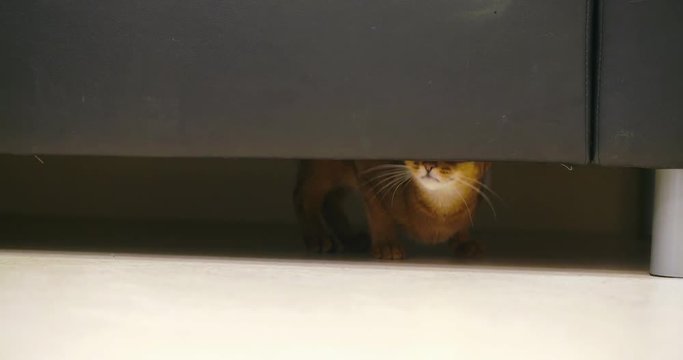 Picture Of Cute Cat Hiding Under Couch