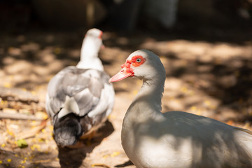 white domestic ducks. The duck is white, in nature.