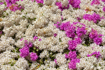Obraz premium Colorful of Bougainvillea flowers in the nature
