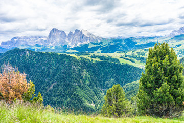 Alpe di Siusi, Seiser Alm with Sassolungo Langkofel Dolomite, a tree with a mountain in the background