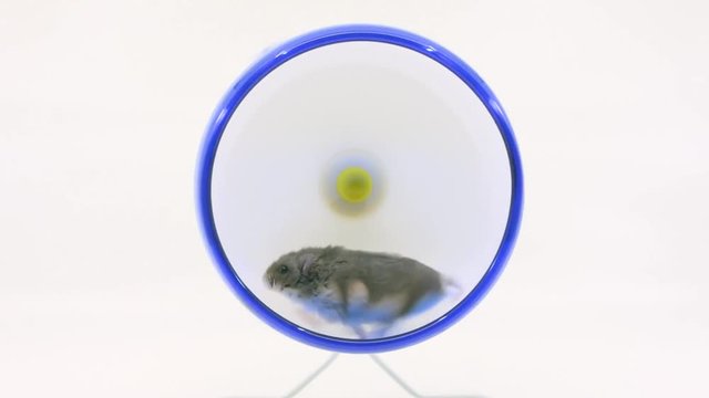 Small grey hamster runs fast on wheel on white BG
