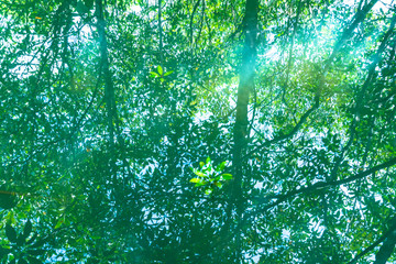 Tha Pom Klong Song Nam amazing nature in Krabi.Tha Pom Swamp Forest is a forest with.many beautiful...