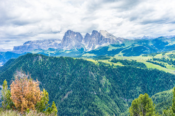 Alpe di Siusi, Seiser Alm with Sassolungo Langkofel Dolomite, a group of bushes with a mountain in the background