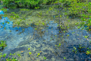 newborn of mangrove trees in perfect swamp forest at Tha Pom Klong Song Nam amazing nature in Krabi