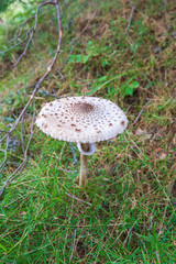 Macrolepiota procera mushroom