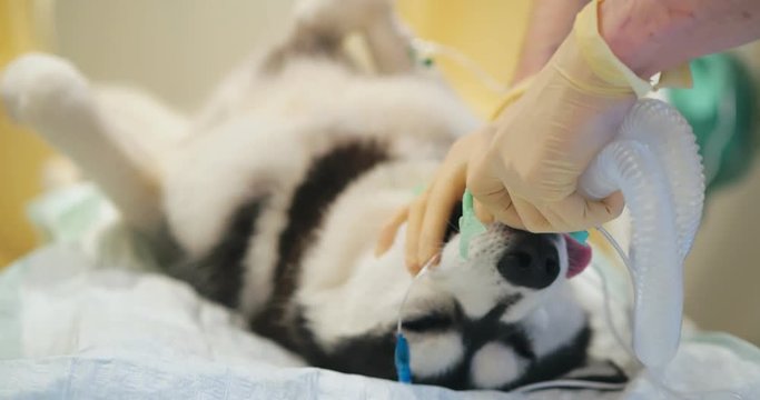 Close up of veterinarian checking artificial ventilation