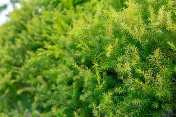 green leaf texture as background