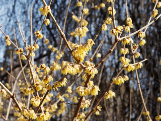 Le chimonanthe (Chimonanthus yunnanensis). Un arbuste à floraison hivernale originaire de Chine...