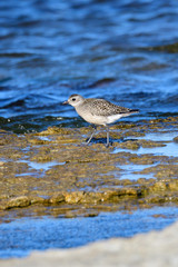Kiebitzregenpfeifer (Pluvialis squatarola) in Schweden im Herbst	