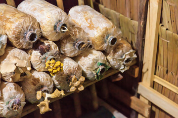 Cultivation and harvesting mushrooms in mushroom food farming. Growing techniques require right combination of humidity, temperature, substrate (growth medium) and inoculum (spawn or starter culture)