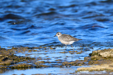 Kiebitzregenpfeifer (Pluvialis squatarola) in Schweden im Herbst	