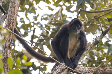 Monkey