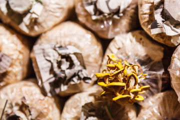 Cultivation and harvesting mushrooms in mushroom food farming. Growing techniques require right combination of humidity, temperature, substrate (growth medium) and inoculum (spawn or starter culture)