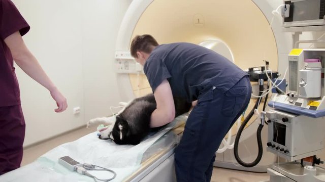 Veterinarian putting dog under anesthesia