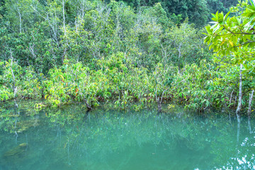 green water in green perfect swamp forest at Tha Pom Klong Song Nam amazing nature in Krabi