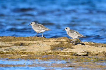 Kiebitzregenpfeifer (Pluvialis squatarola) in Schweden im Herbst	