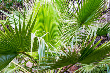 Tropical floral background. Fluffy green leaves of young palm