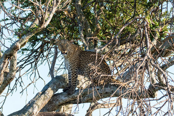 A leopard sitting on top of a tree in the plains of africa inside Masai Mara National reserve during a wildlife safari