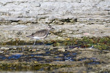 Kiebitzregenpfeifer (Pluvialis squatarola) in Schweden im Herbst	