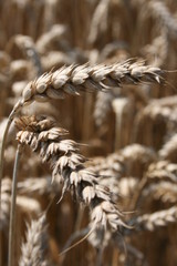 wheat ear