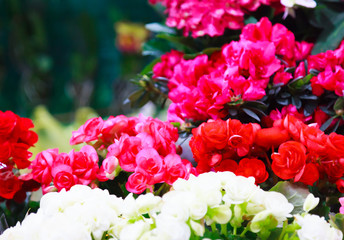 Gloxinia, fresh natural growing blooming colorful houseplant flowers background, cultivated as indoor decorative or ornamental flowers. Nature, Gardening, Garden, Home Decoration and Interior concept