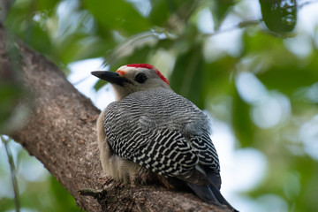 woodpecker