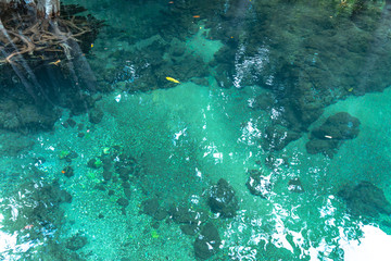 green water in green perfect swamp forest at Tha Pom Klong Song Nam amazing nature in Krabi