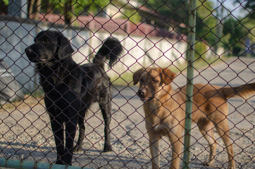 two dog imprisoned