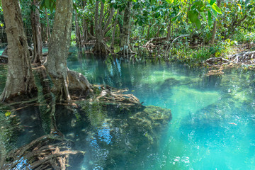 green water in green perfect swamp forest at Tha Pom Klong Song Nam amazing nature in Krabi