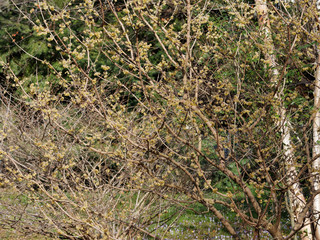 Le chimonanthe (Chimonanthus yunnanensis). Un arbuste à floraison hivernale originaire de Chine...