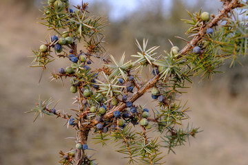 Wacholder (Juniperus communis) nach dem Winter