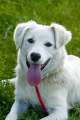 Funny young white dog lying on the grass with his tongue hanging out.
