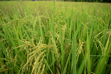Beautiful green rice field in thailand