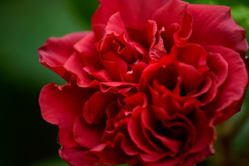 The blooming red rose