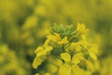Close up of yellow mustard leaves in farms .