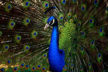 Plakat Peacock Closeup Shoots