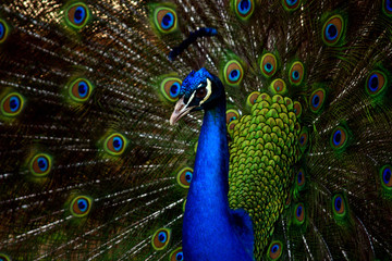 Obraz na płótnie Canvas Peacock Closeup Shoots