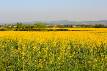 Yellow flowers field in a summer nature. Field with blooming canola in springtime. Green trees behind the rapeseed field. Nature wallpaper blurred background with rape. Image doesn’t in focus.