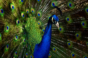 Fototapeta na wymiar Peacock Closeup Shoots