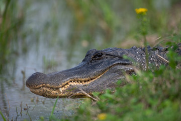 Alligator