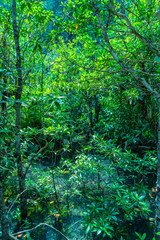 green leaf in a complete swamp the place of emerald green water from fresh water mix with salt water