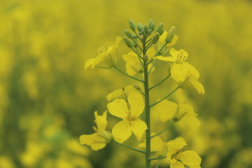 Close up of yellow mustard leaves in farms .