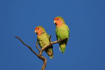Fototapeta premium Rosenköpfchen (Agapornis roseicollis) in der Kalahari (Namibia)