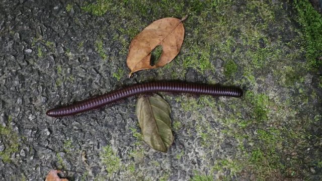 Unpleasant centipede crawling on the asphalt
