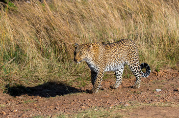 A leopard walking in the plains of africa inside Masai Mara National reserve during a wildlife safari
