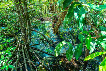 green leaf in a complete swamp the place of emerald green water from fresh water mix with salt water